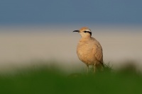 Behulik plavy - Cursorius cursor - Cream-colored Courser o3876